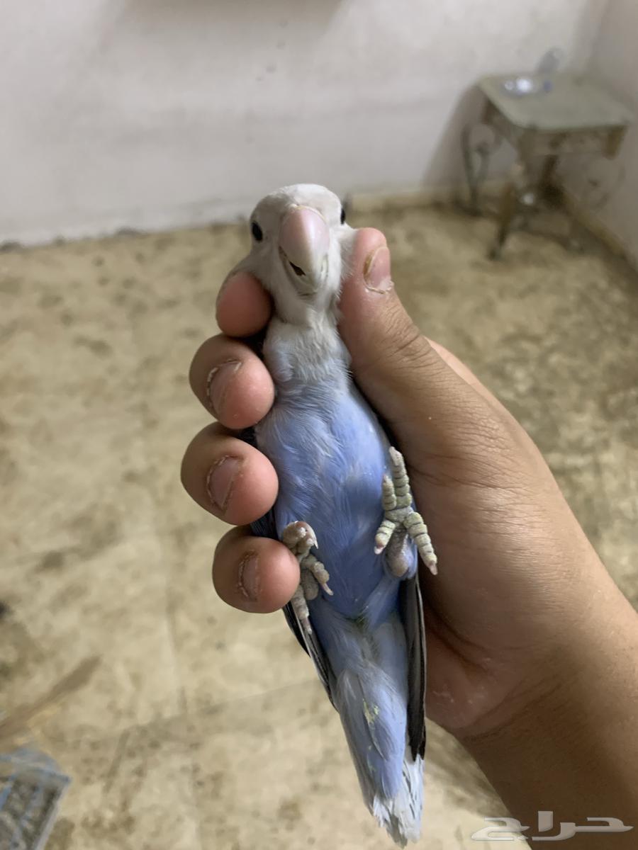 جوز روز منتج والبيع مستعجل السوم من 20064502680006914110