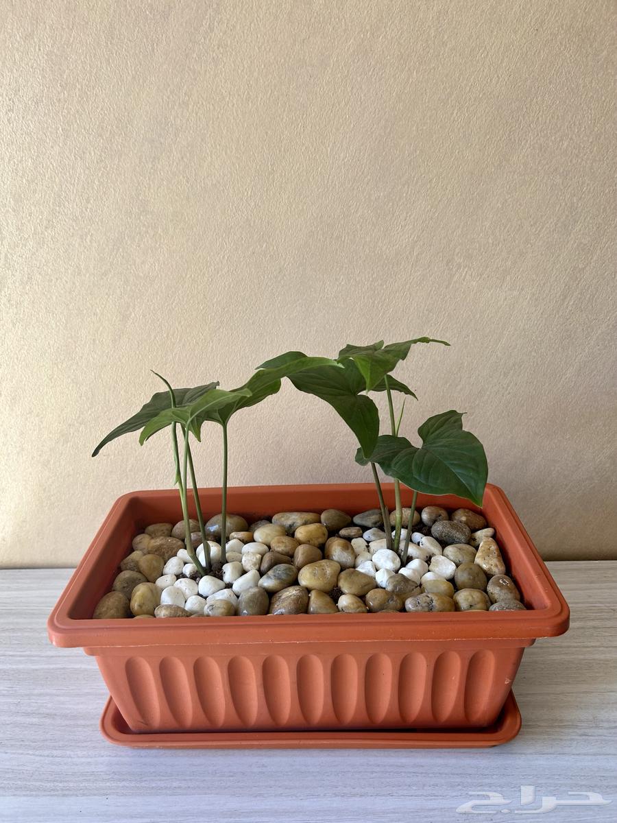 نباتات داخلية64497993302785110