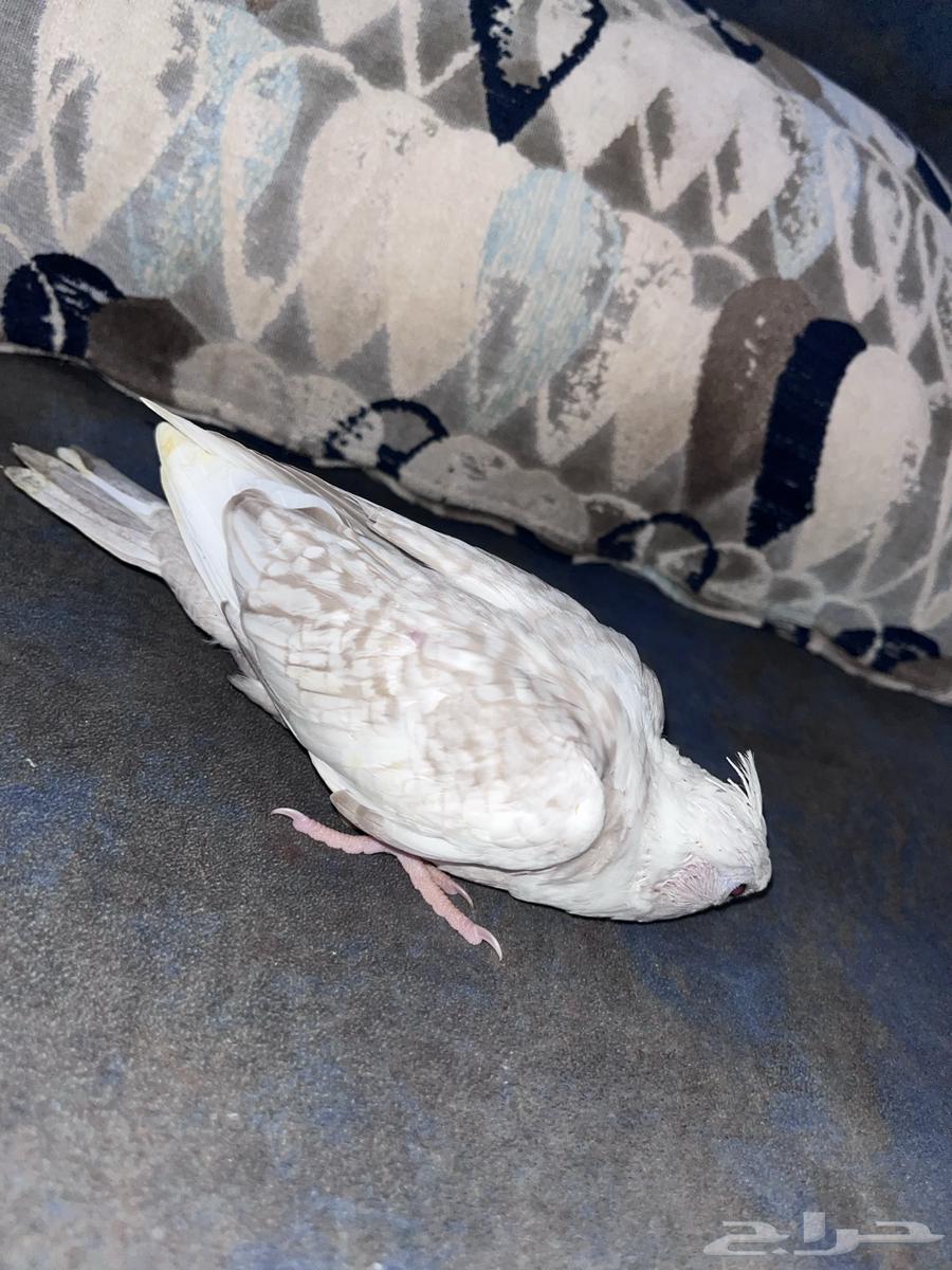 Crowan64501049415555114