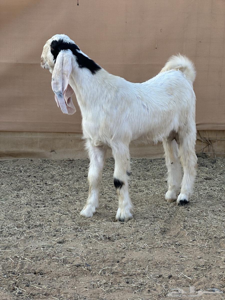 Project developer goat male ((Sold))64501539518081111