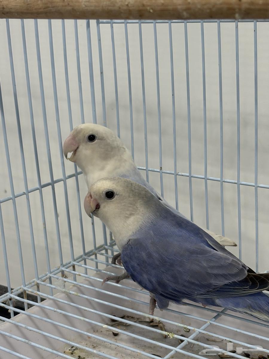 للبيع مجموعة روز64495871791747110