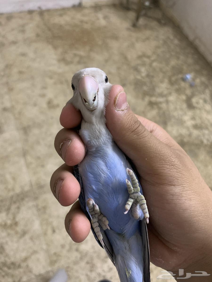 جوز روز منتج والبيع مستعجل السوم من 20064502680006914111