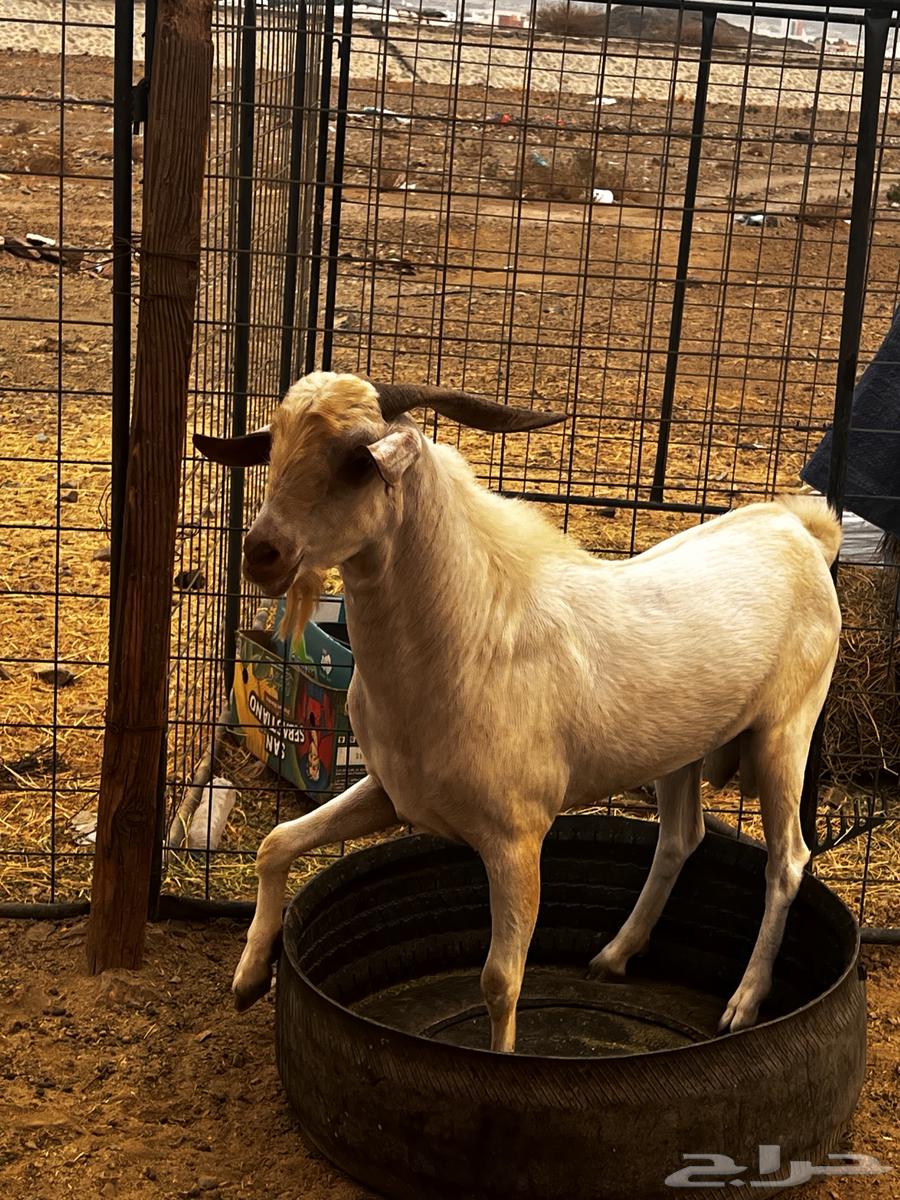 تيس للبيع بيشي64500022326145113