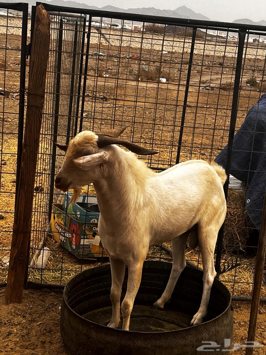 تيس للبيع بيشي64500022326145114