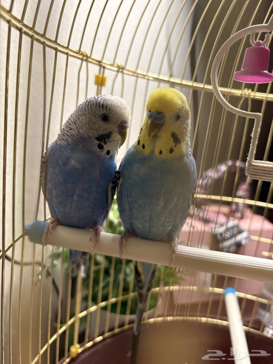 جوز عصافير بادجي الحب64502377830401110