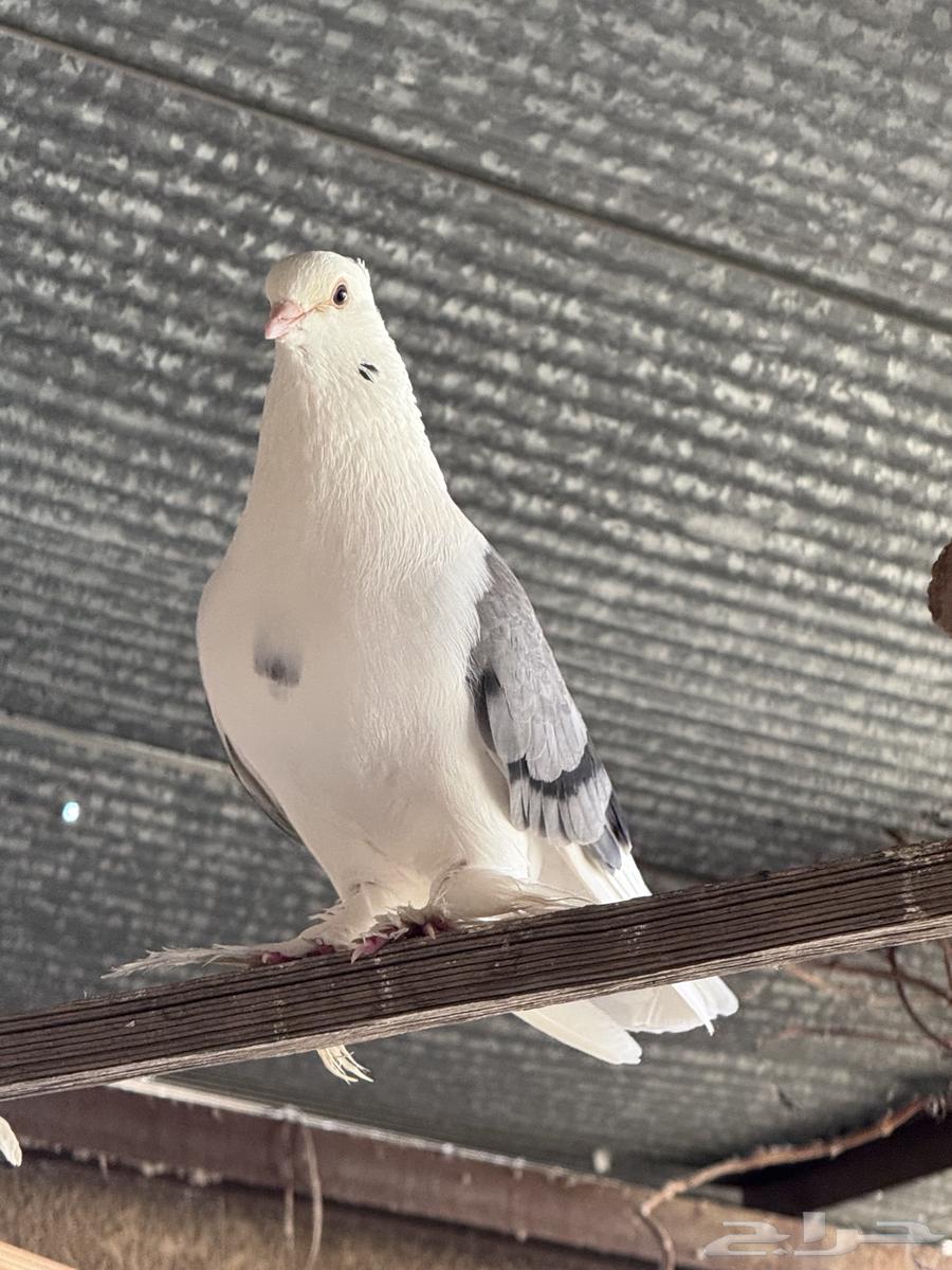 للبيع حمام ايراني64497290067073111