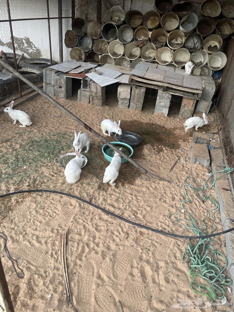 للبيع أرانب64495968882179110