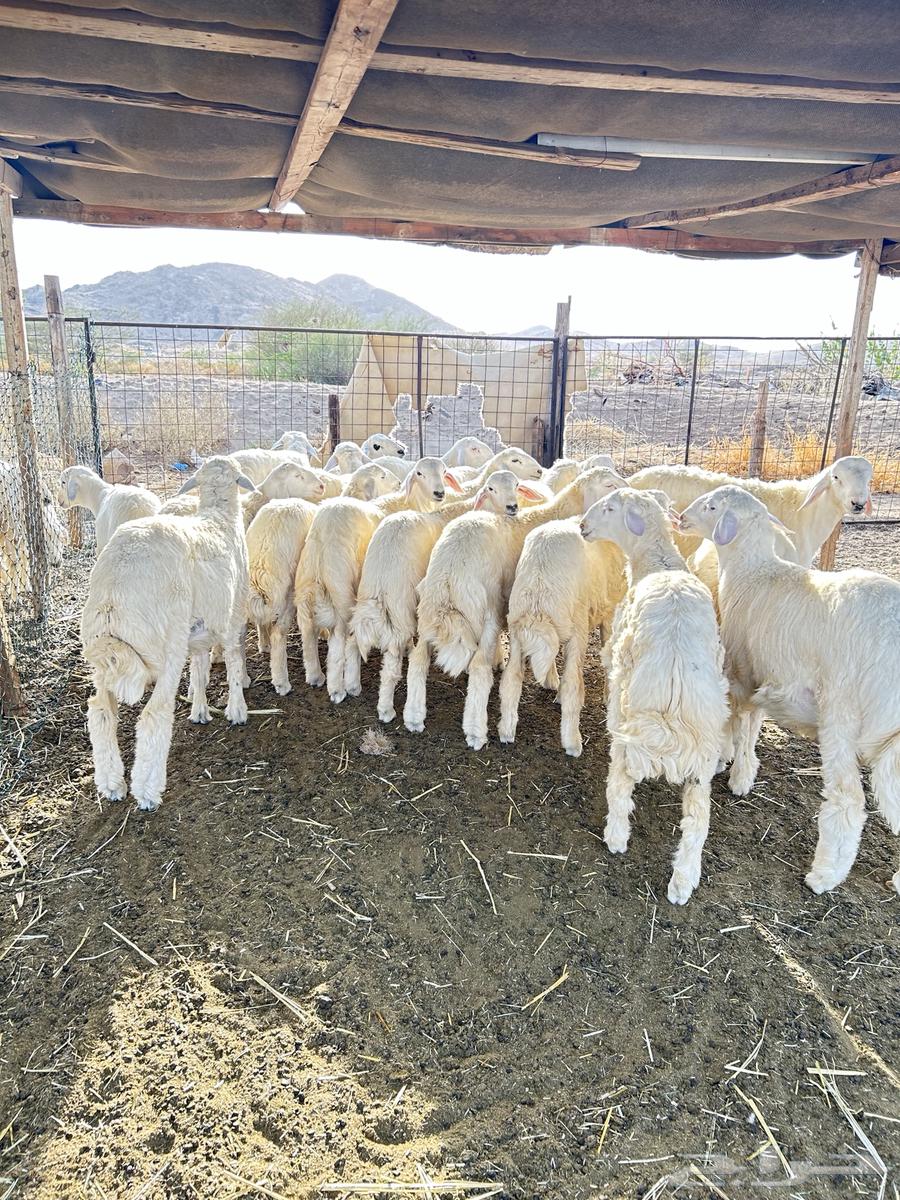 ذبايح حريه طليان و رخال64497689561731112