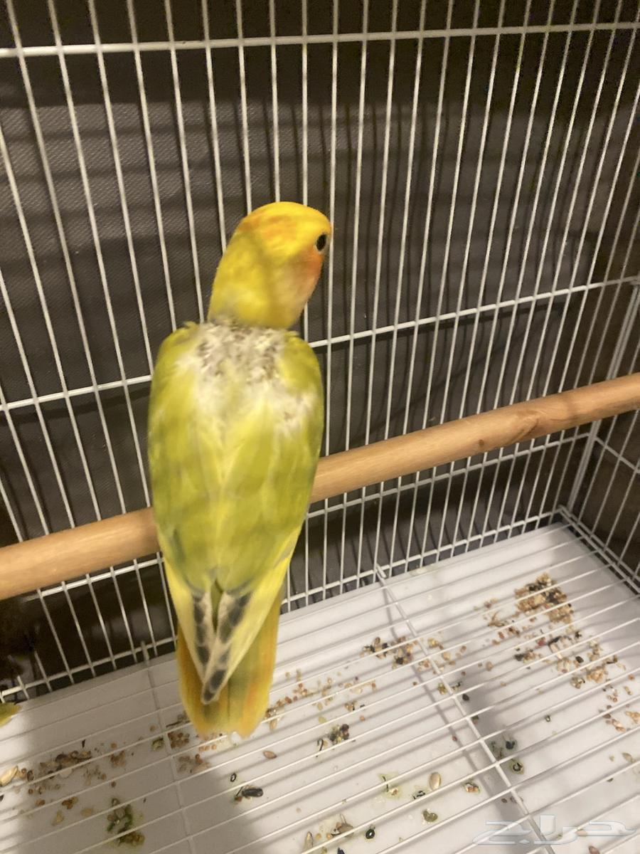 فرخ روز للبيع64498729059203113