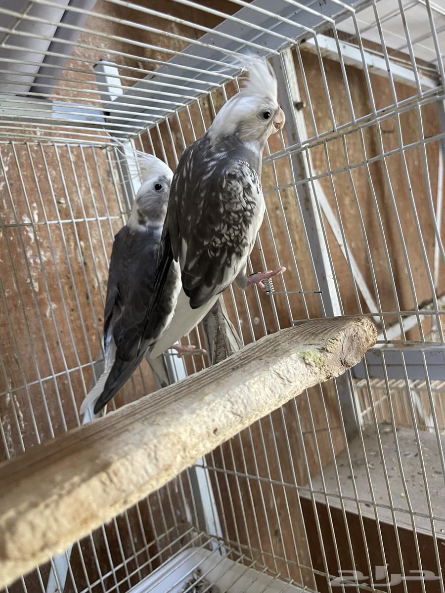 جوزين كروان منتجه64497344873603111