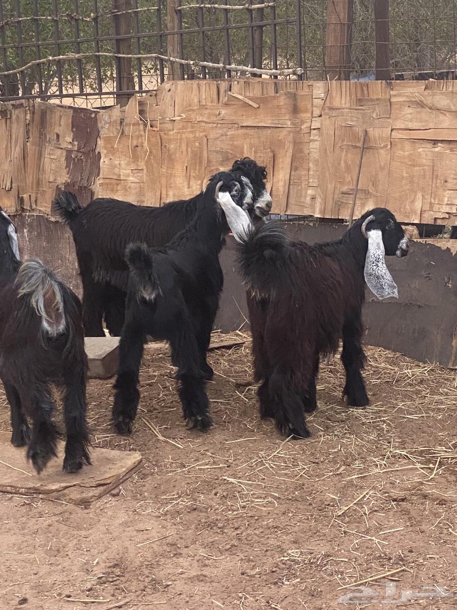 تم البيع  للبيع جفار عوارض صنف تيس مشروع فحل64500036157825110