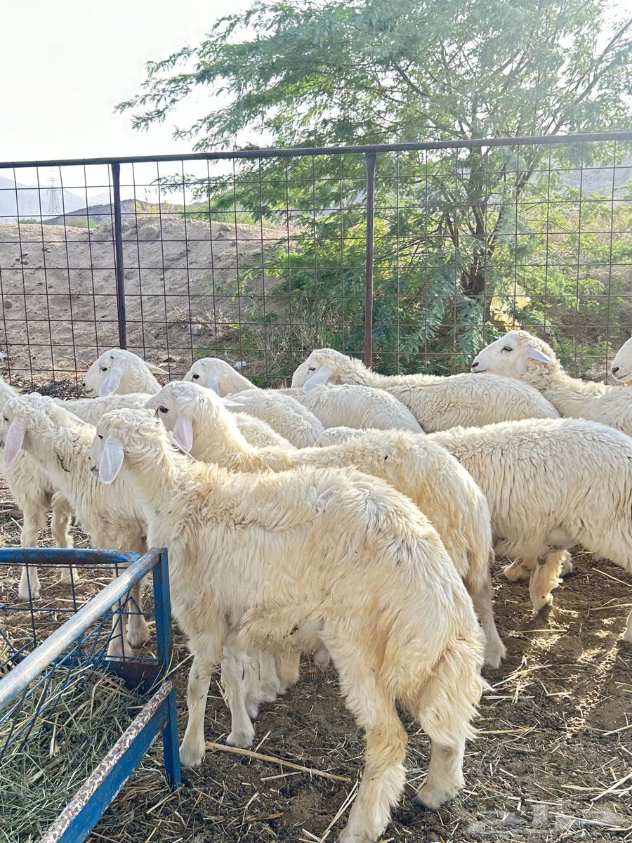 ذبايح حريه طليان و رخال64497689561731111