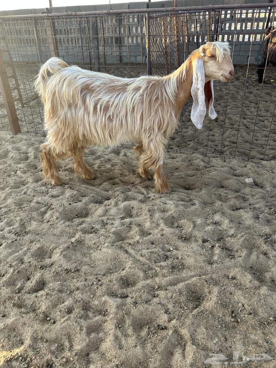 للبيع عنز صفرا جذعه طيبه ..تم البيع64500298371457112