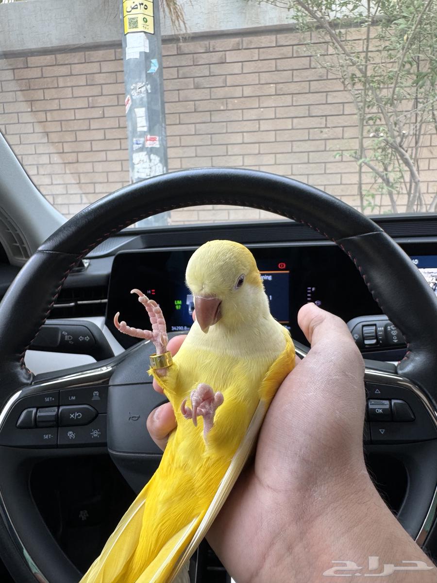 Cute Latino Quaker with internal and external crest64501090883458111