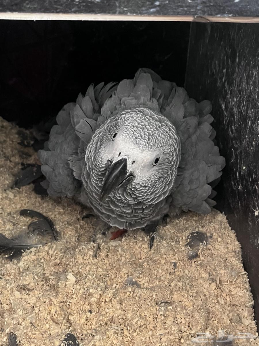 جوز كاسكو باض مرتين من غير تخصيب .64498853991170111