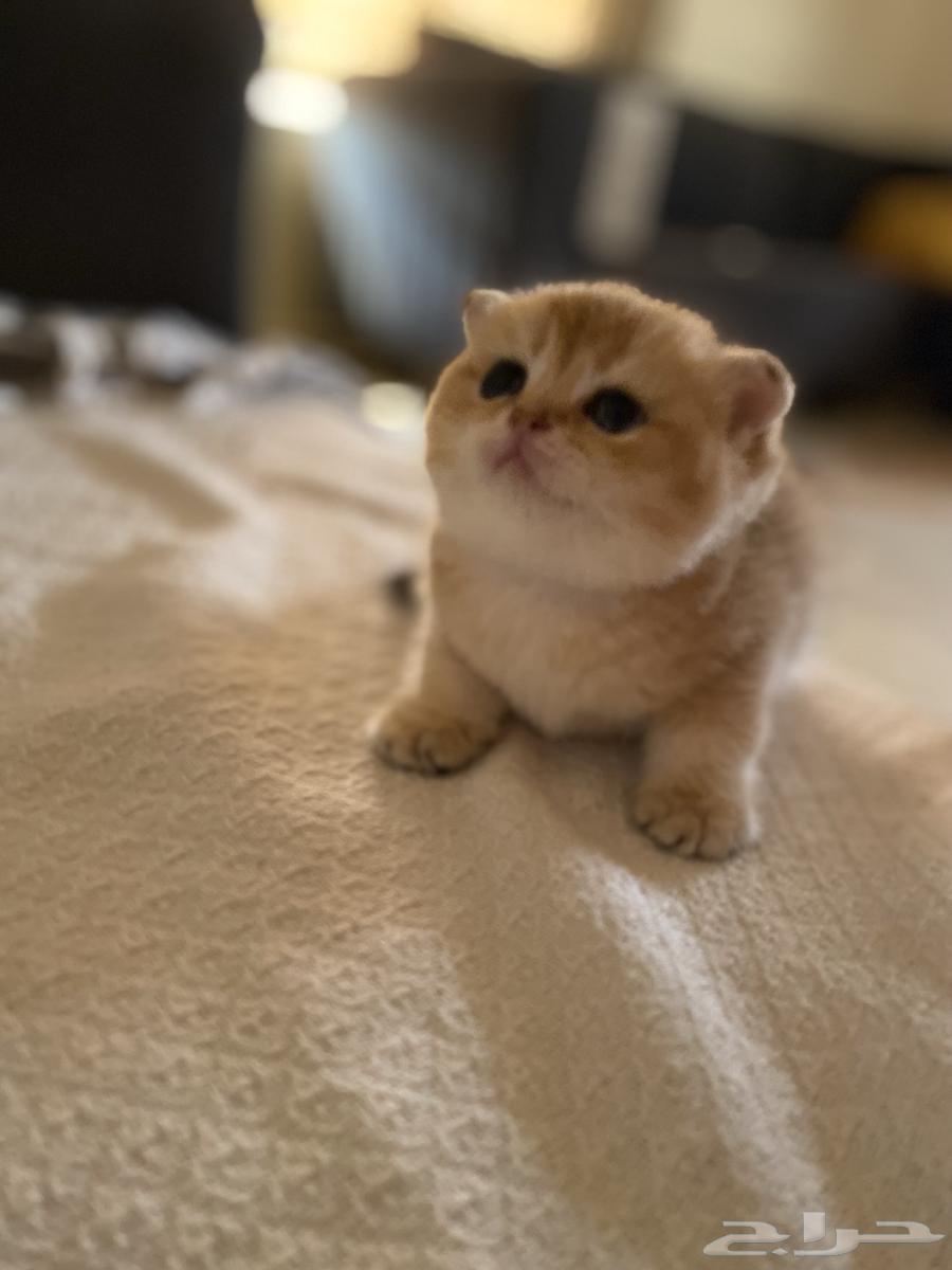 Scotch Gold Fold64495638265730114