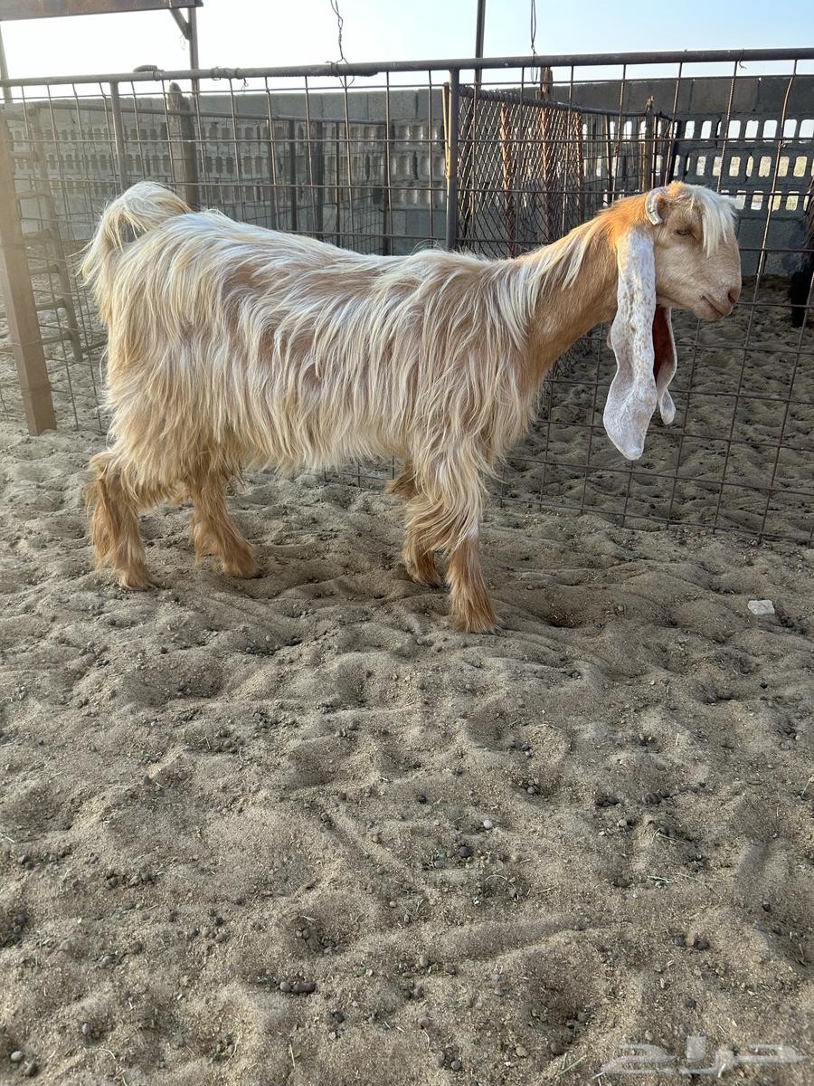 للبيع عنز صفرا جذعه طيبه ..تم البيع64500298371457111