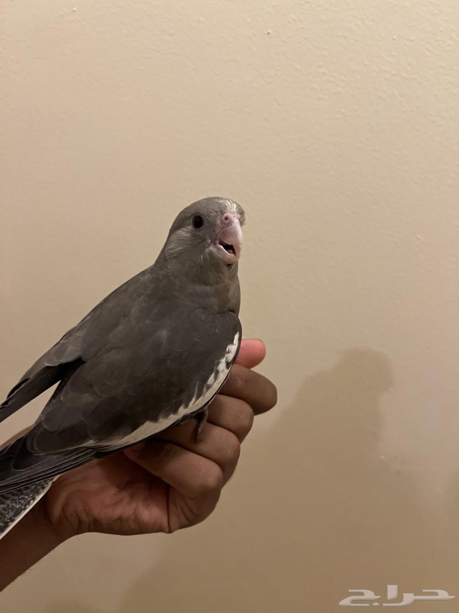 كروان هولندي اليف وهدد64498173201538110