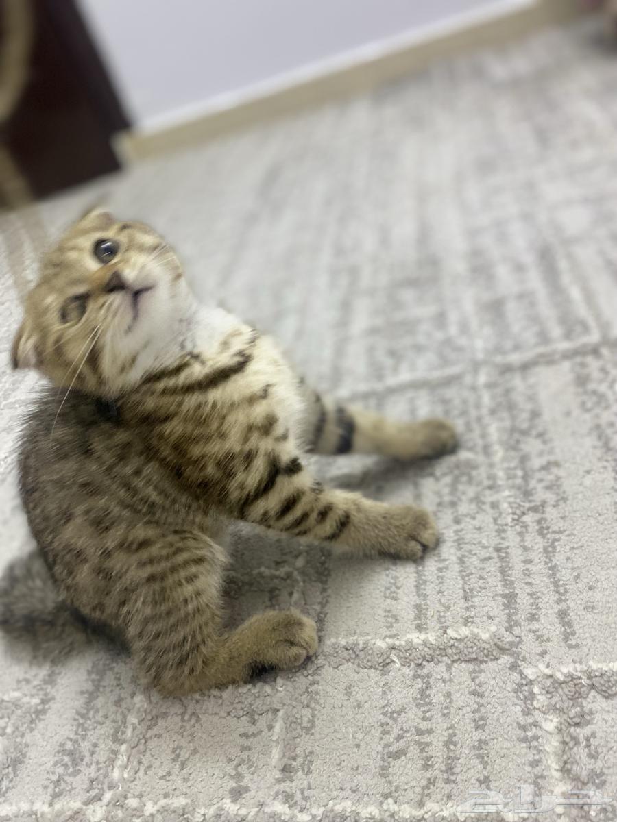 سكوتش فولد نادرة تابي لون تايقر منقطة64501243377410112