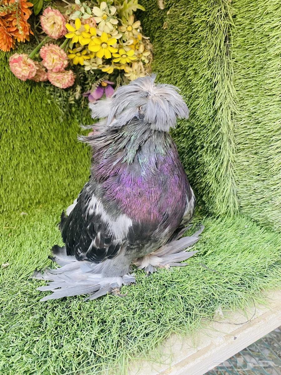 للبيع بخاره بلوشيك64497386075265110