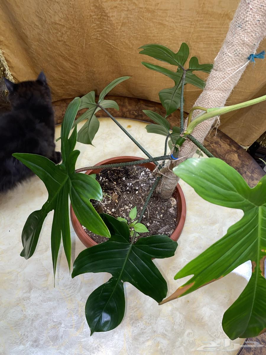 نبات داخلي مميز64501571757569112