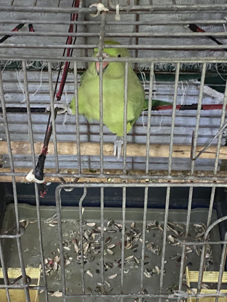 ببغاء دره64498660320130111