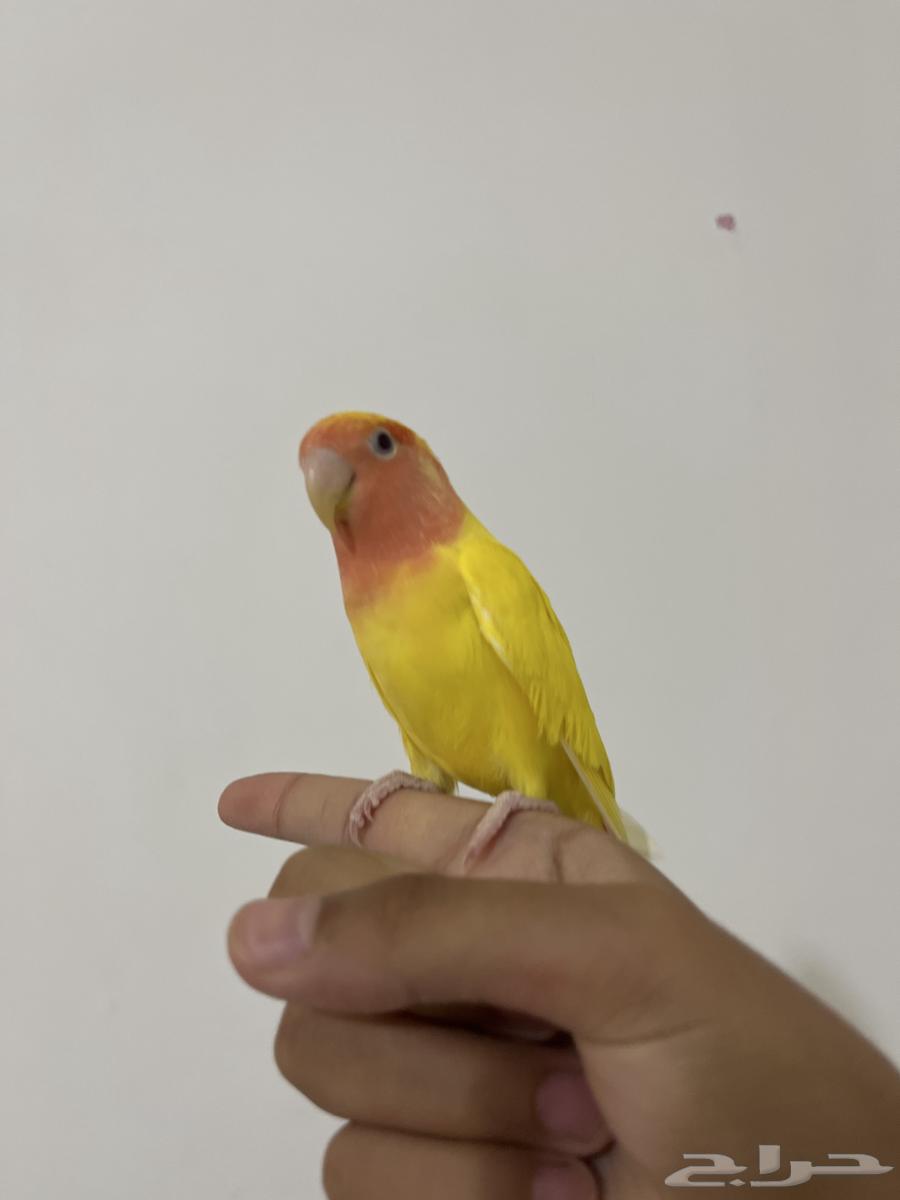 روز أليف هدد مزاجي64501063369602113