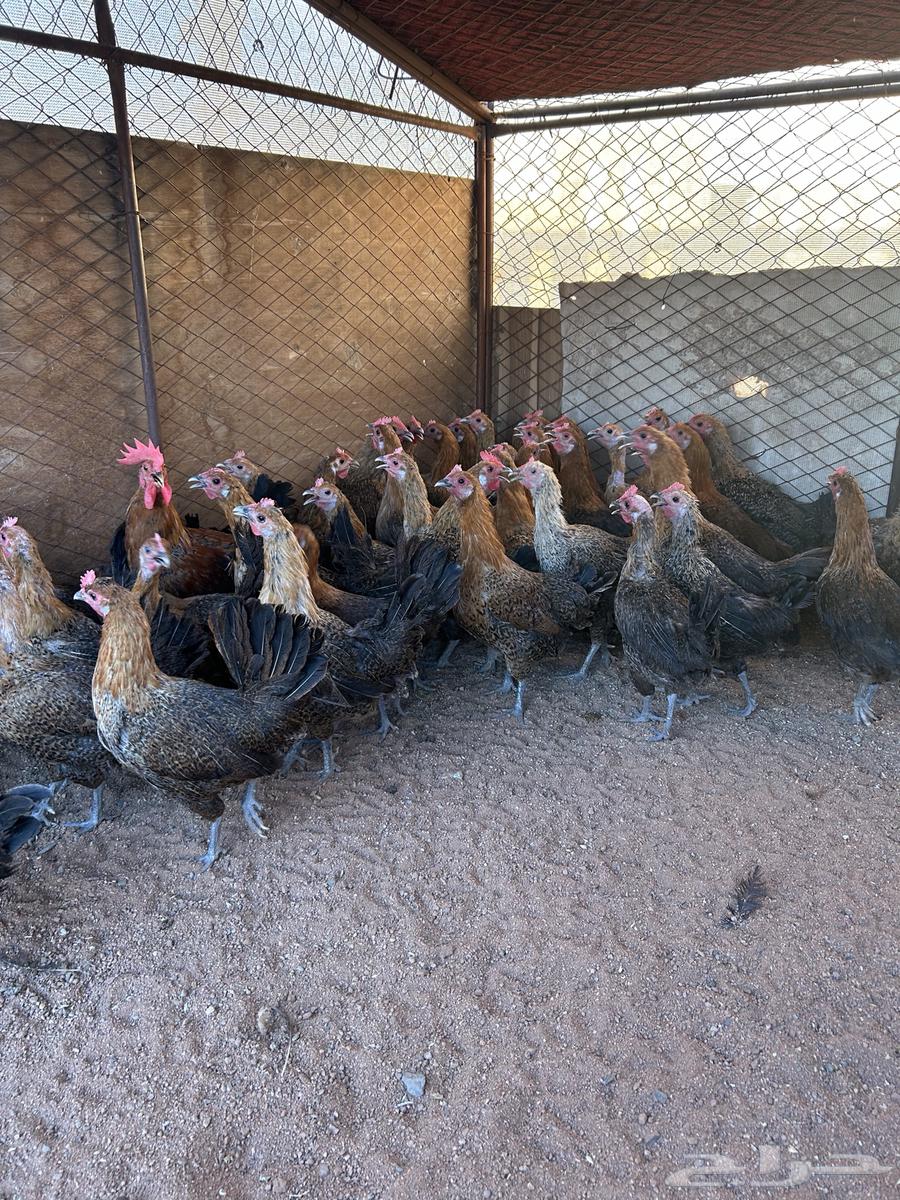 دجاج بياض لون واحد.64499731055361111