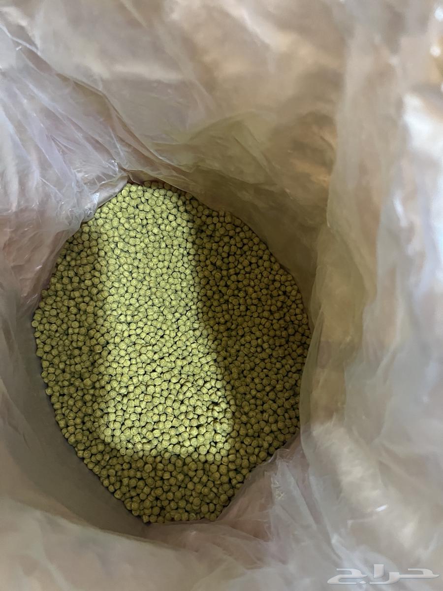 اكل ببغاء يومي افيماكس64501118747265113