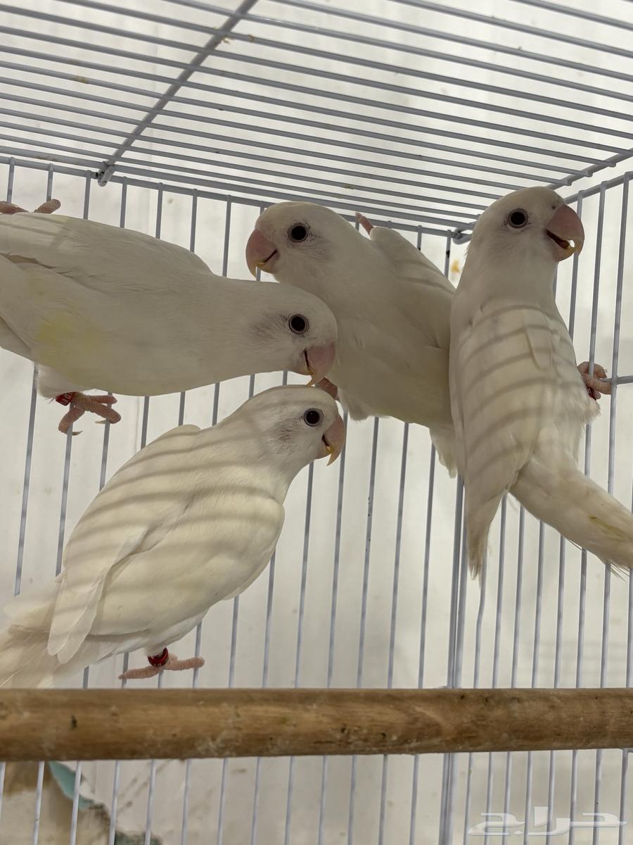 للبيع مجموعة روز64495871791747111