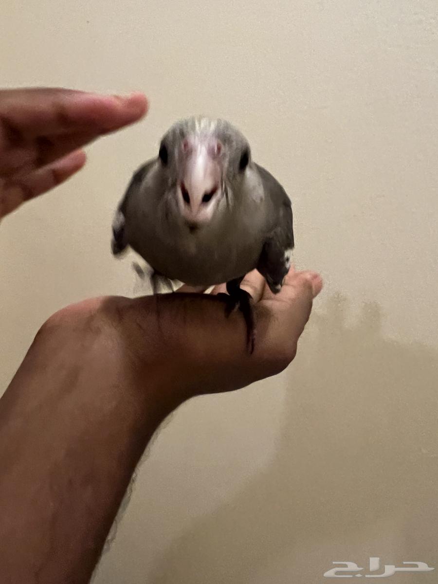 كروان هولندي اليف وهدد64498173201538111