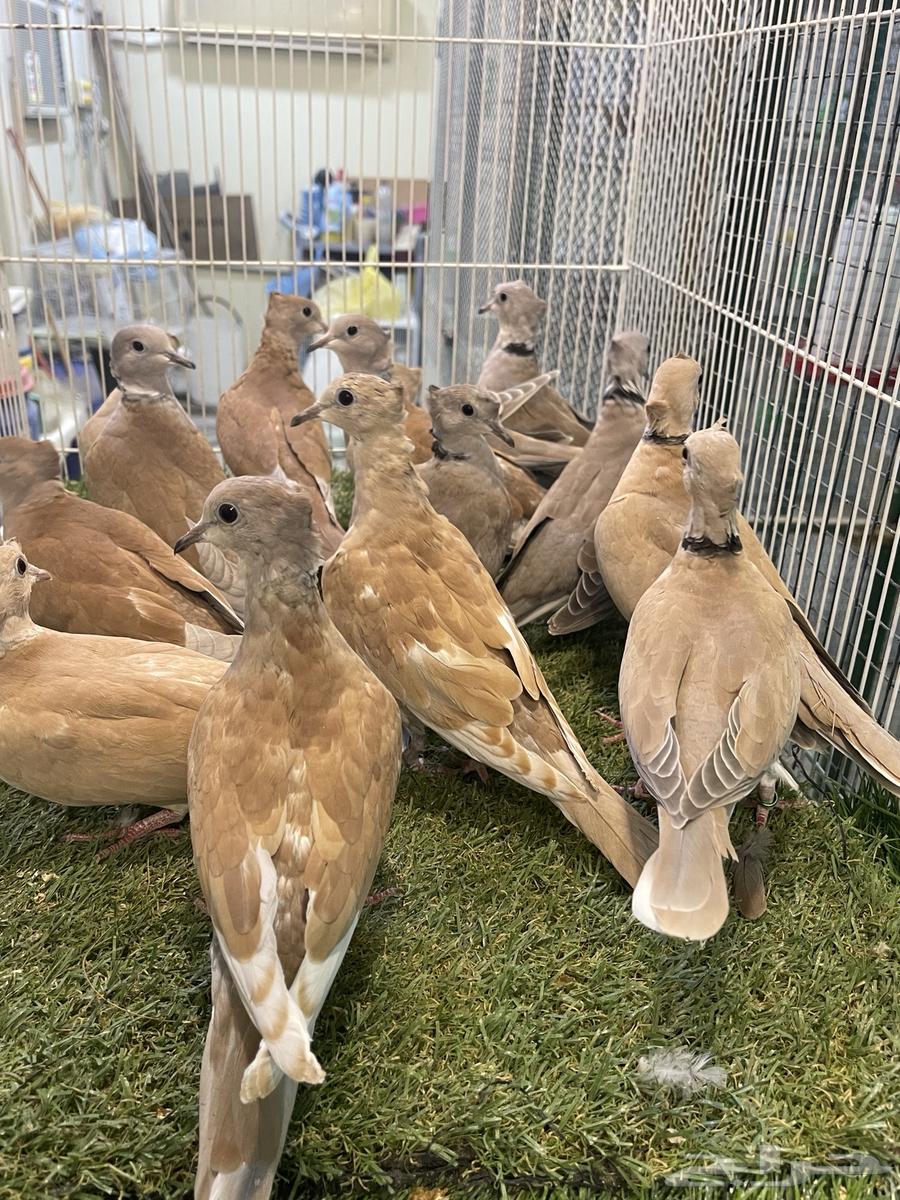 Yakareem Qarzel Double Crest64498536456707110