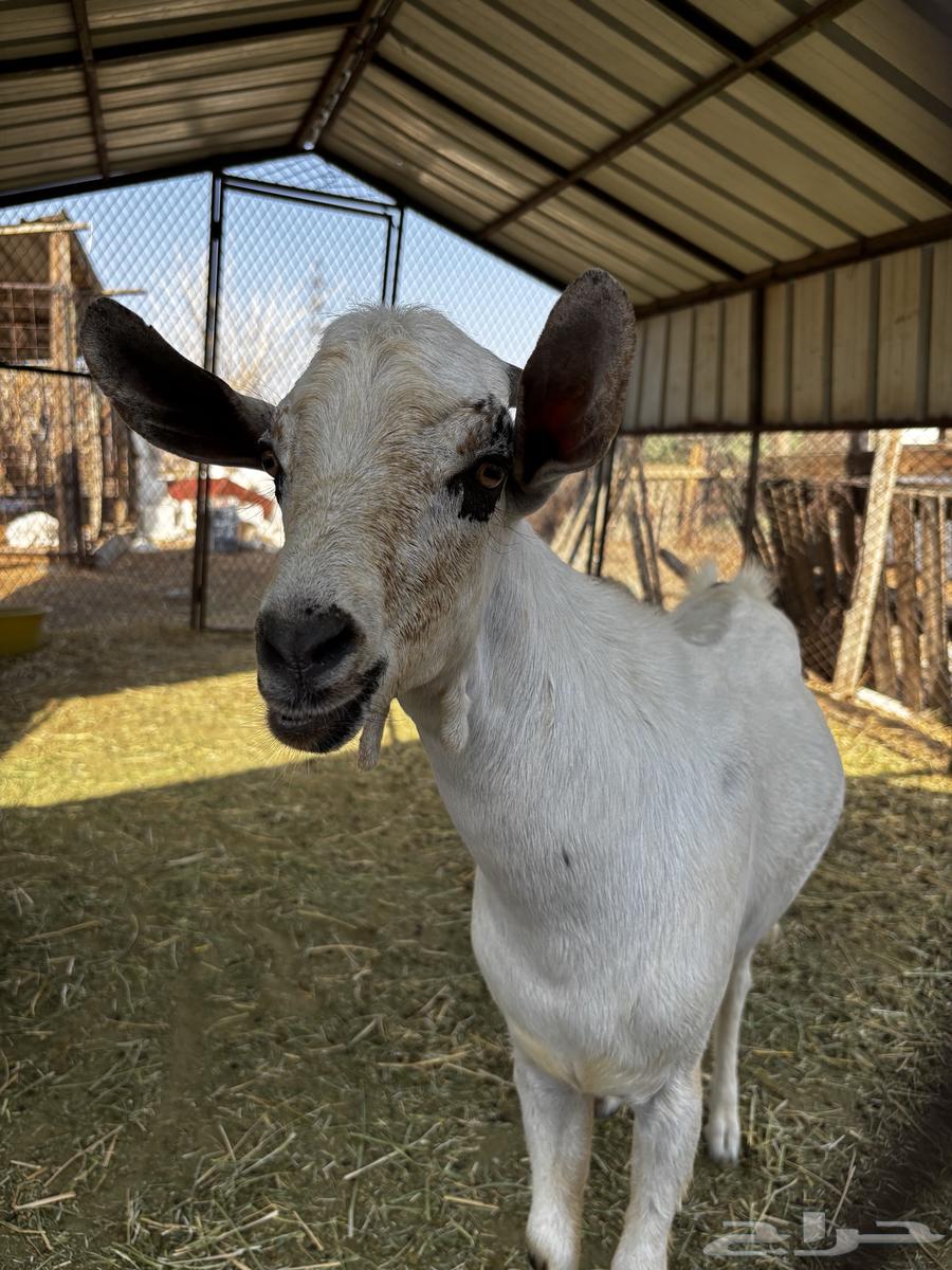 ماعز بيشي للبيع64497207286787113