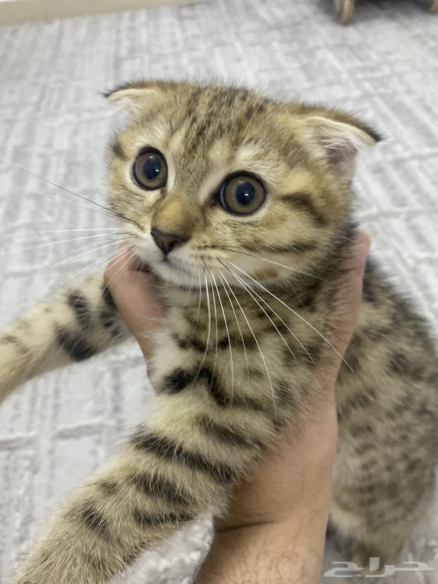 سكوتش فولد نادرة تابي لون تايقر منقطة64501243377410111