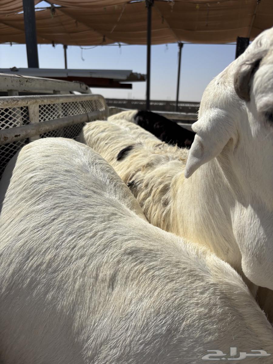 خرفان سواكن تربيه ميه بالميه64497703468545113