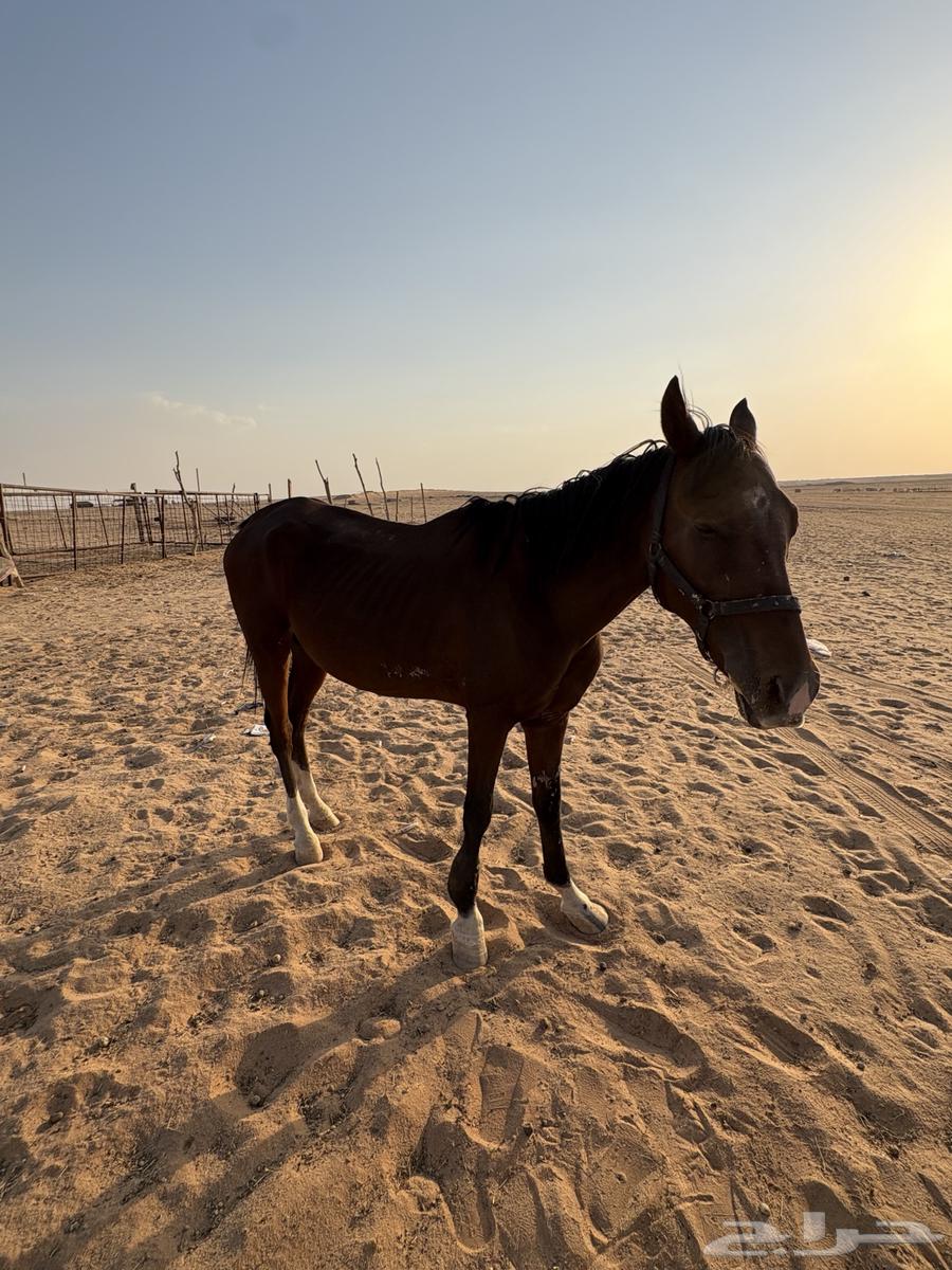 حصان شعبي للبيع64497717030786113