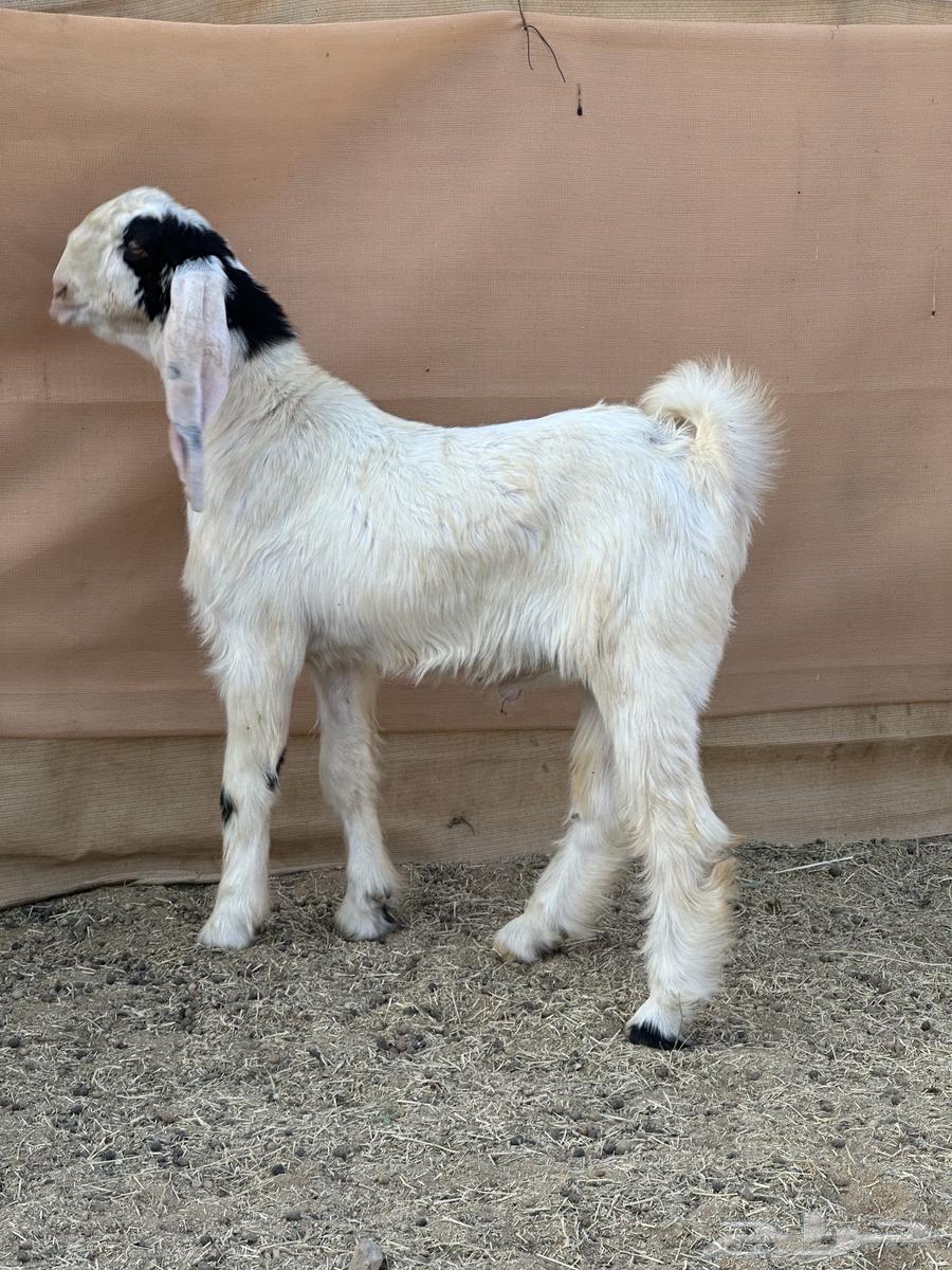 Project developer goat male ((Sold))64501539518081110