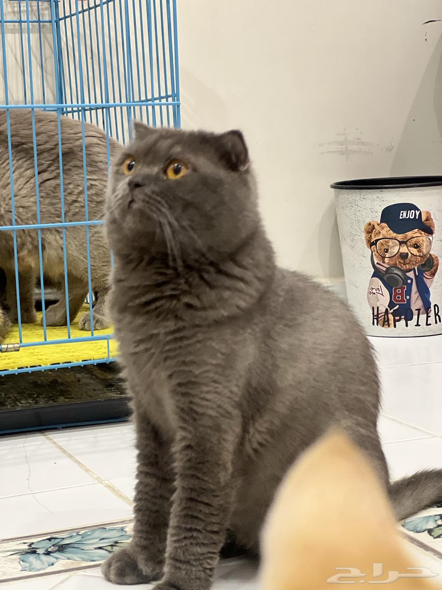 Scotch Fold Breeding Cats64501409249666113