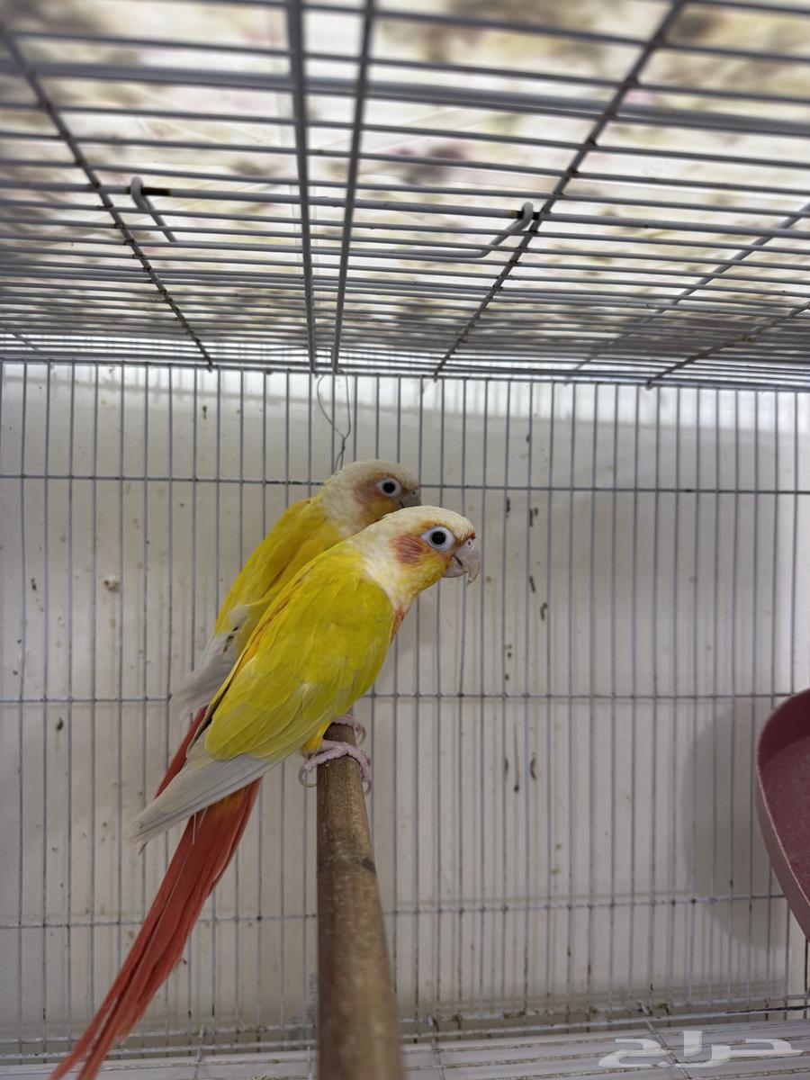 جوز صن شك تم البيع خارج الموقع64496516332547111