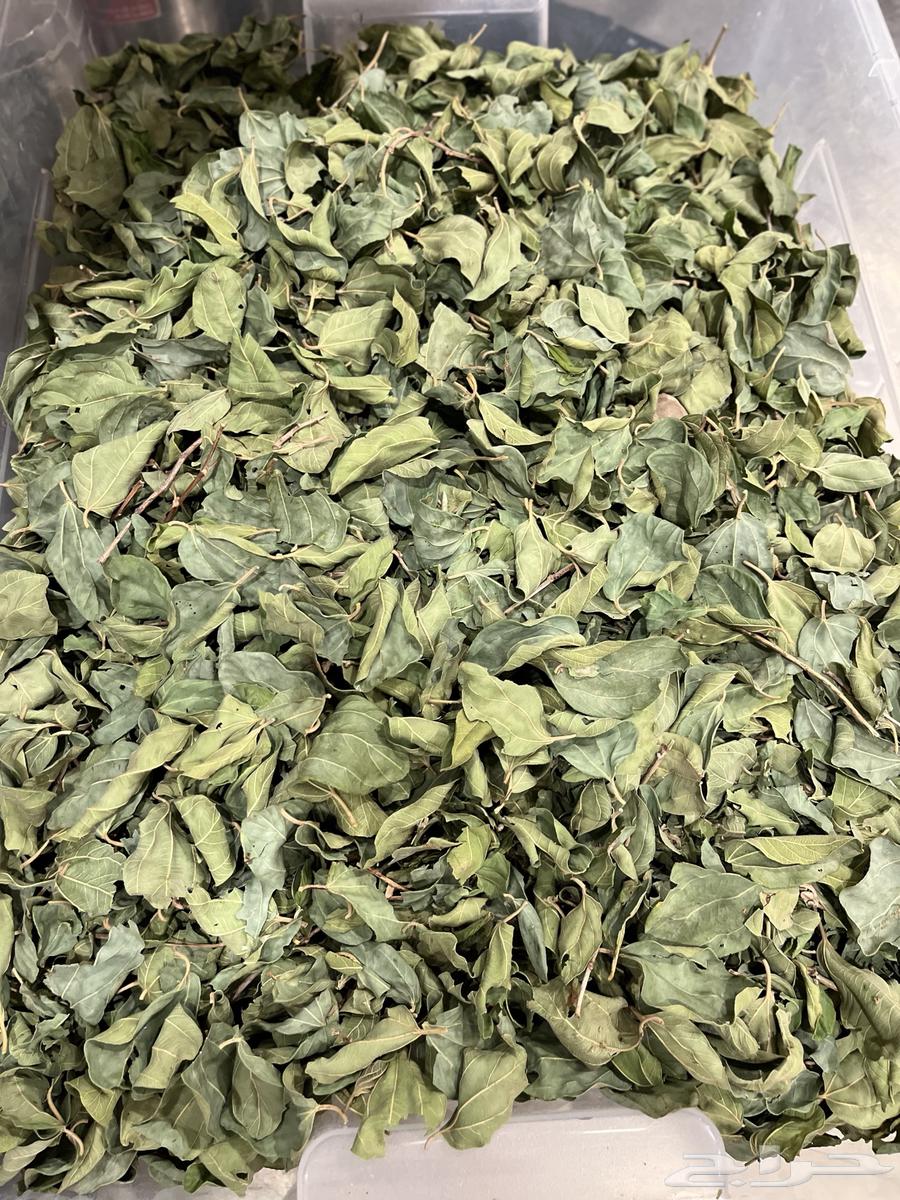 Paper Sidr, Sidr from a private farm (limited quantity from private farms)64502121795715114