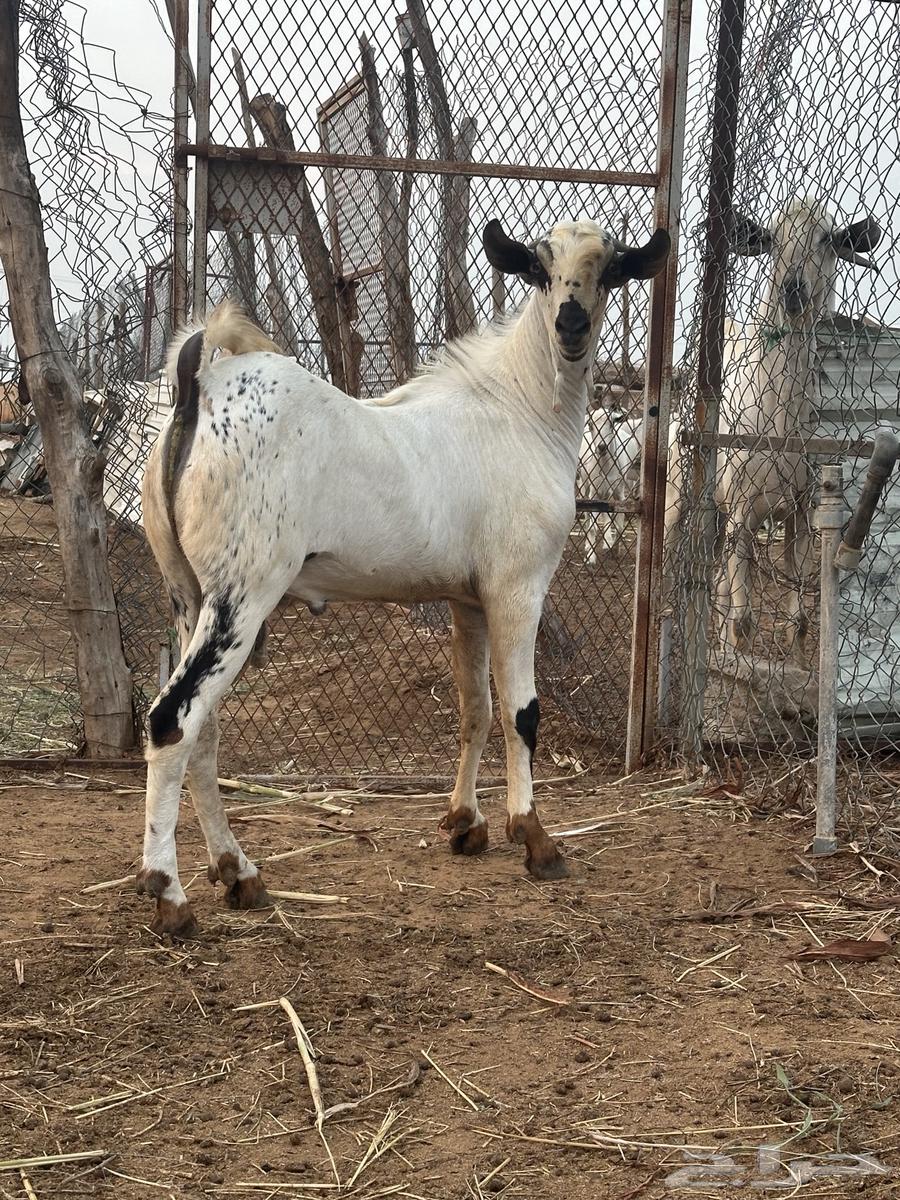 تيس بيشي العمر 7 شهور ابو التيس المعنق بن هديان64497675676675113