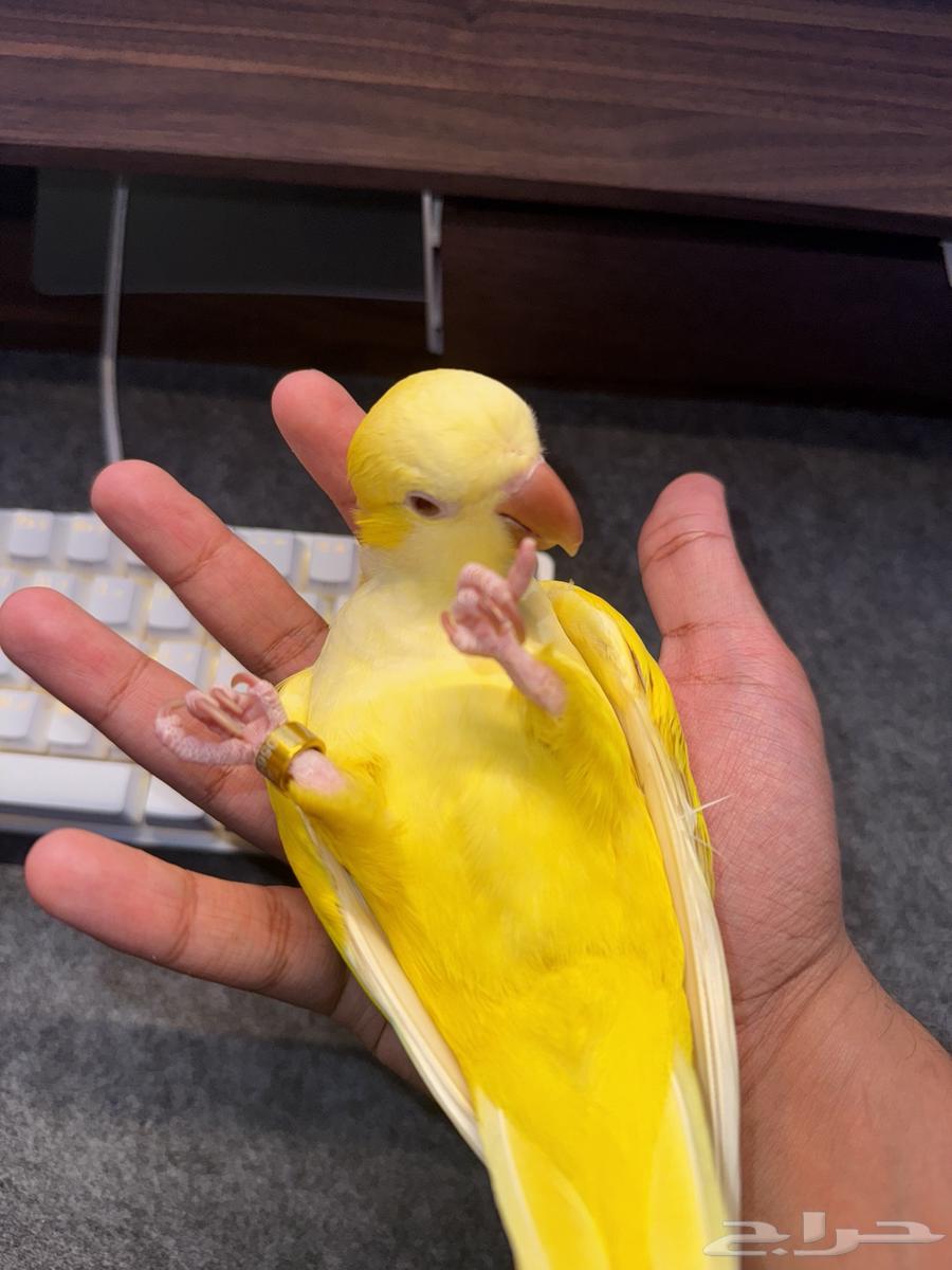 Cute Latino Quaker with internal and external crest64501090883458112