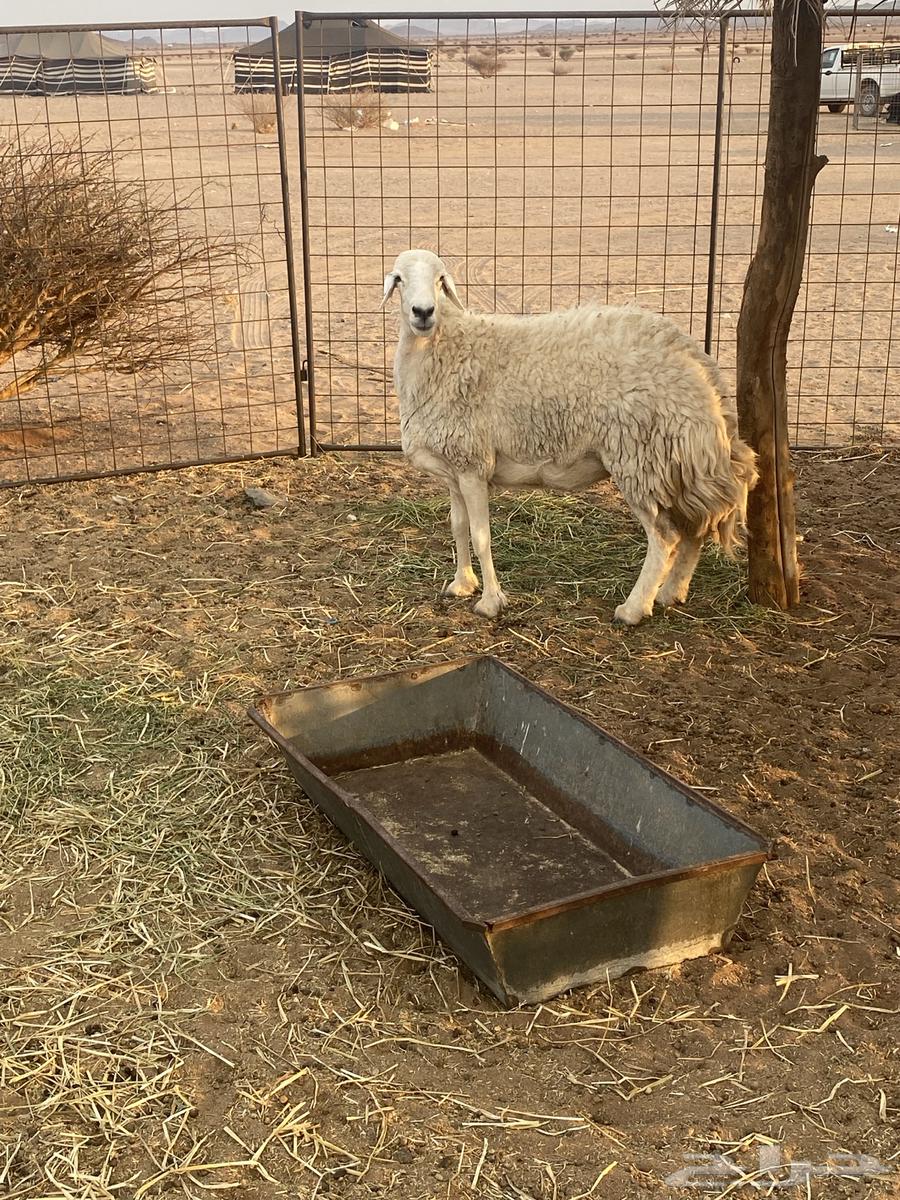 Huge freedom and a 3-month-old lamb, location Al-Hanakia64499994920450110