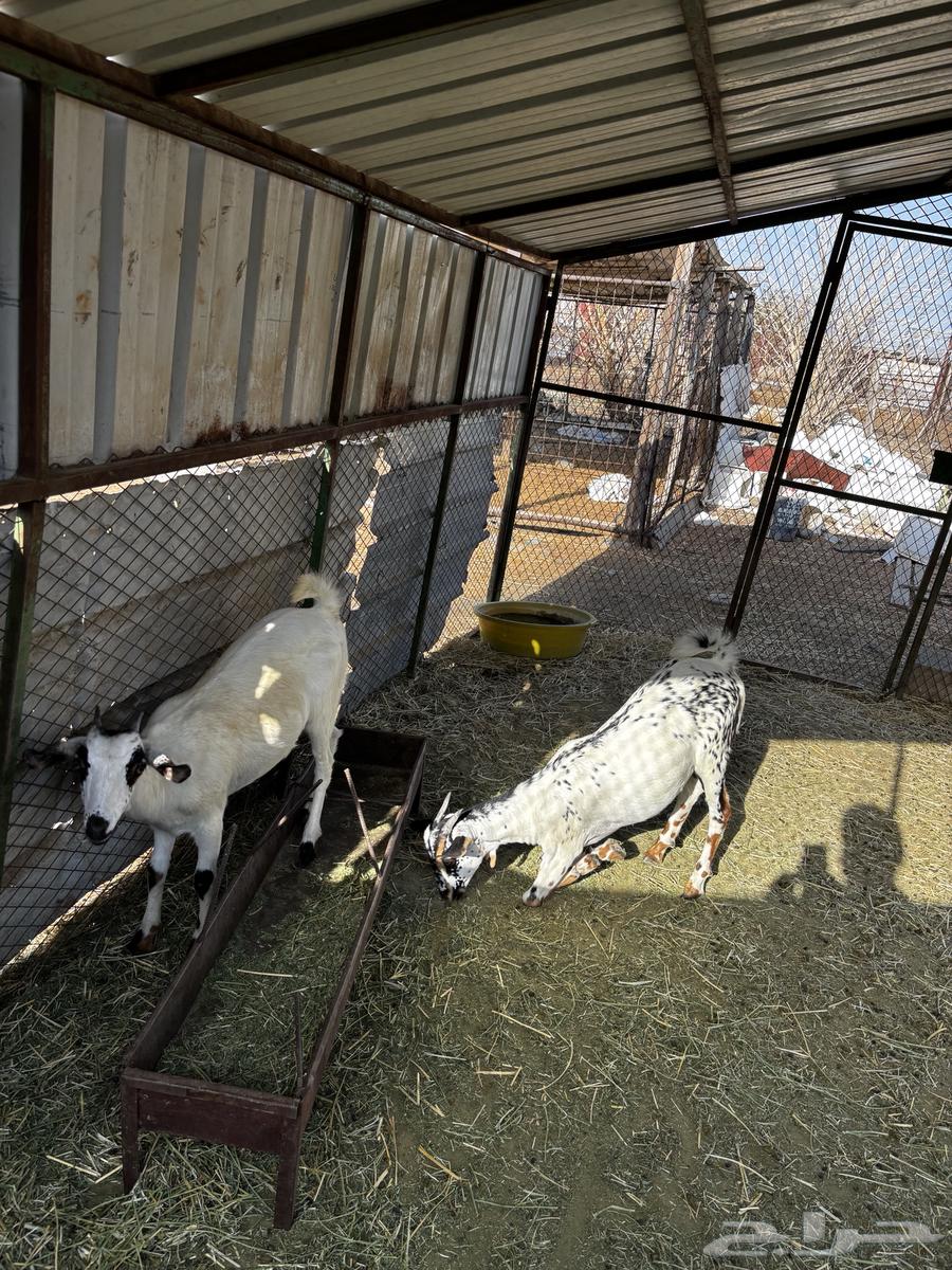 ماعز بيشي للبيع64497207286787111