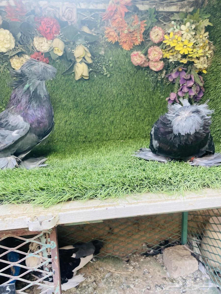 للبيع بخاره بلوشيك64497386075265114