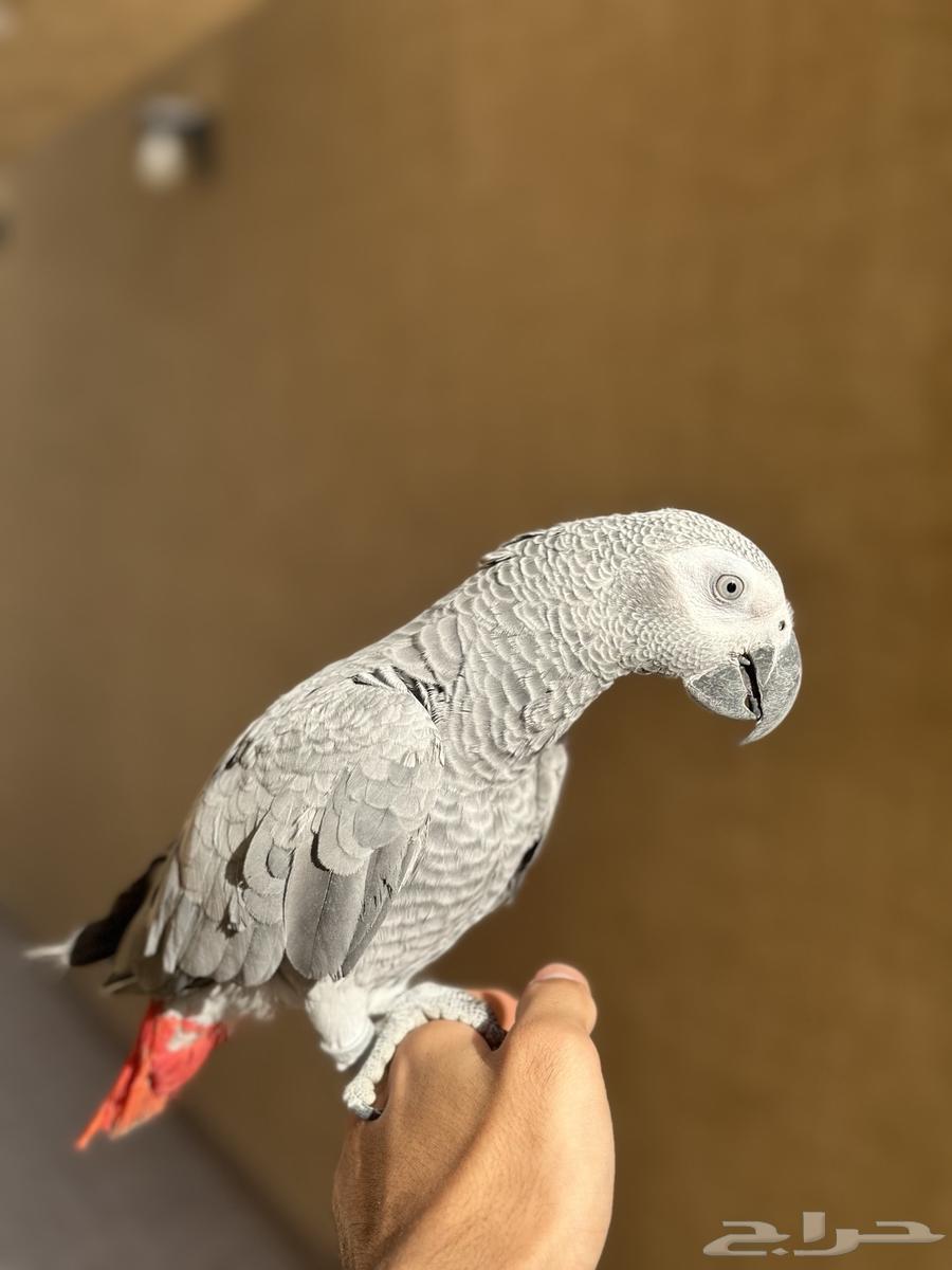 Sold rooster with distinctive casque, only 11 months old64500077856386111