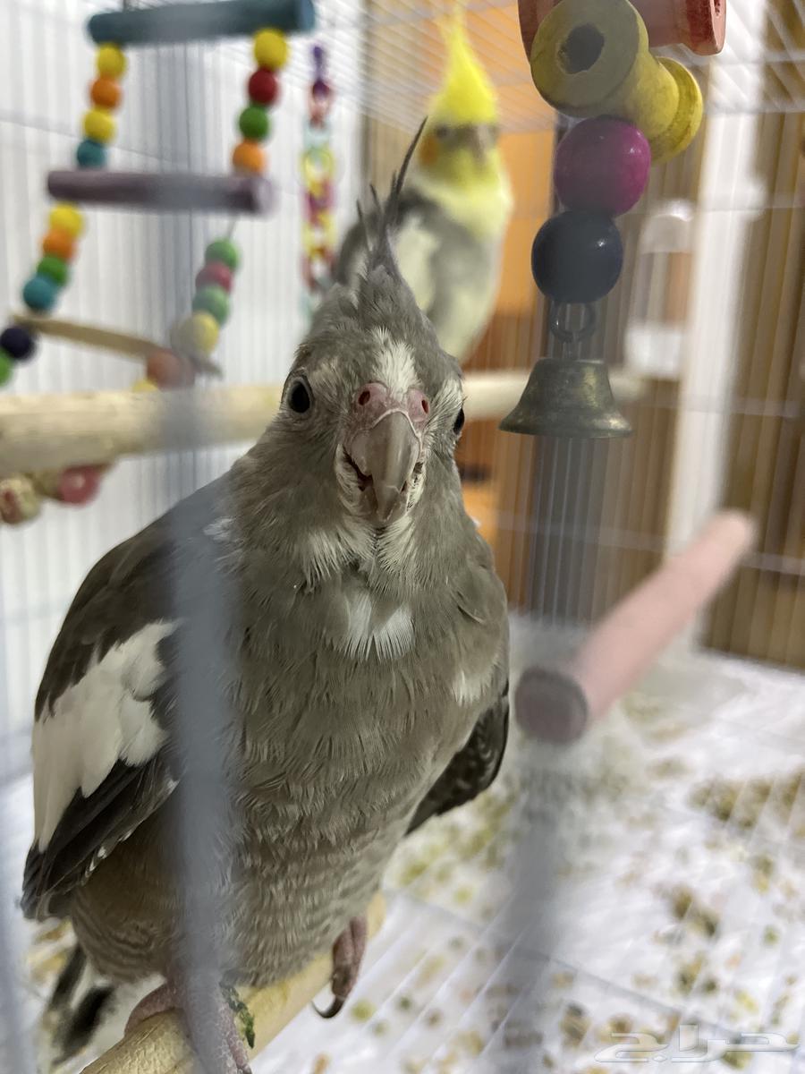 كروان يخاف بس ما يعض ابدا64498854039682110