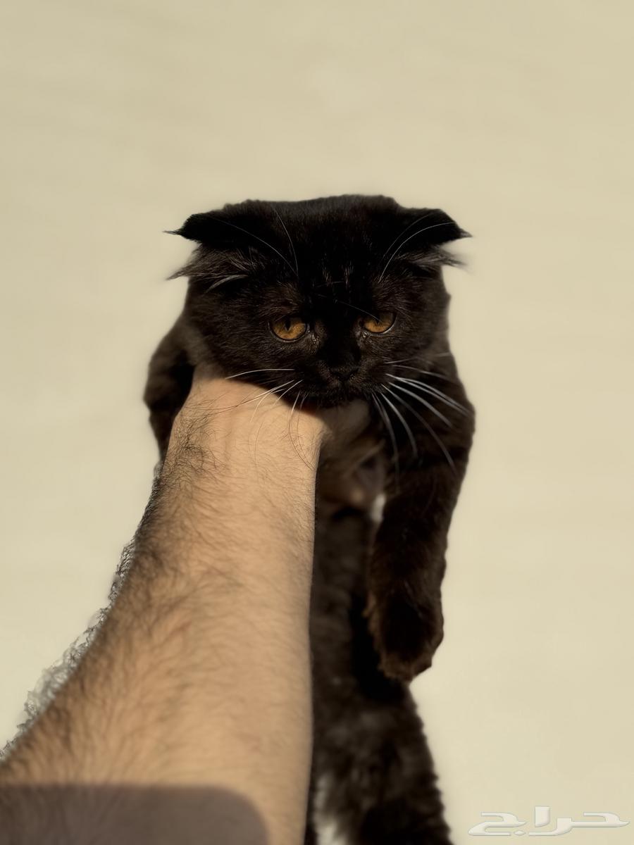 Scottish Black Gray Cat64500340118274110