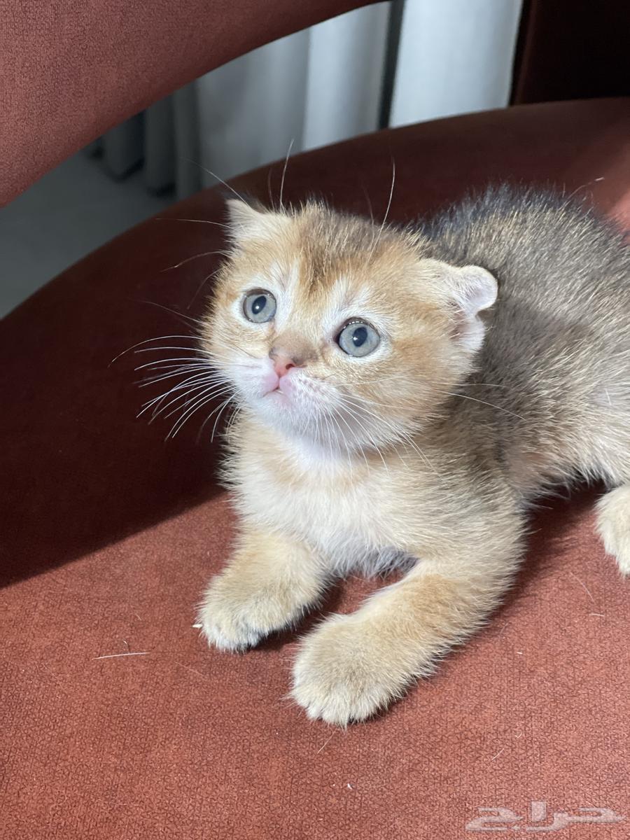 Cats from grandfather imported prices only from 1000_2000 the grandfather's photo is available64497482106626110