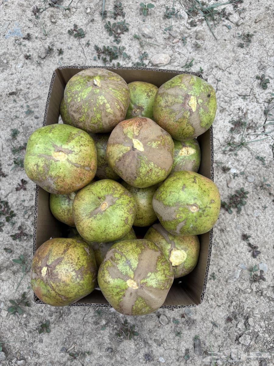 رمان طبيعي للبيع64500435700483111